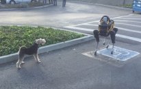 Google'ın Robot Köpeği Gerçek Köpek Fido'ya Karşı
