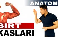 Yüzeyel Sırt Kasları Anatomi - Hakan Fitness