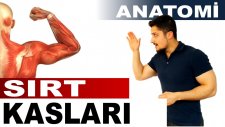 Yüzeyel Sırt Kasları Anatomi - Hakan Fitness