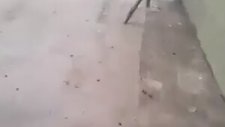 Kedinin Kuyruğuna Fare Bağlamak