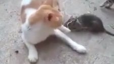 Kedinin Kuyruğuna Fare Bağlamak