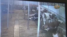 Elektrik Akımına Kapılan Hayvanlar Can Çekişiyor