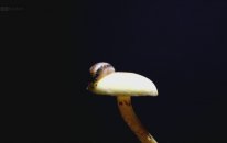 The Magic Of Mushrooms-Mantarların Büyüsü