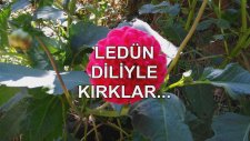 Ledün Diliyle Kırklar...