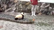 Fotoğrafçıya Saldıran Sevimli Yavru Panda