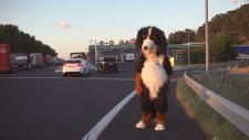 Remi Gaillard - Sokak Köpeği