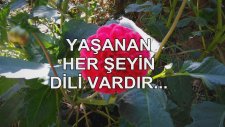 Yaşanan Her Şeyin Dili Vardır...