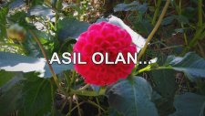 ASIL OLAN...