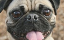 En Küçük 7 Köpek Türü : Dünyanın Enleri ?
