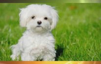 Evde Beslenebilecek En Güzel 7 Köpek Türü : Dünyanın Enleri ?