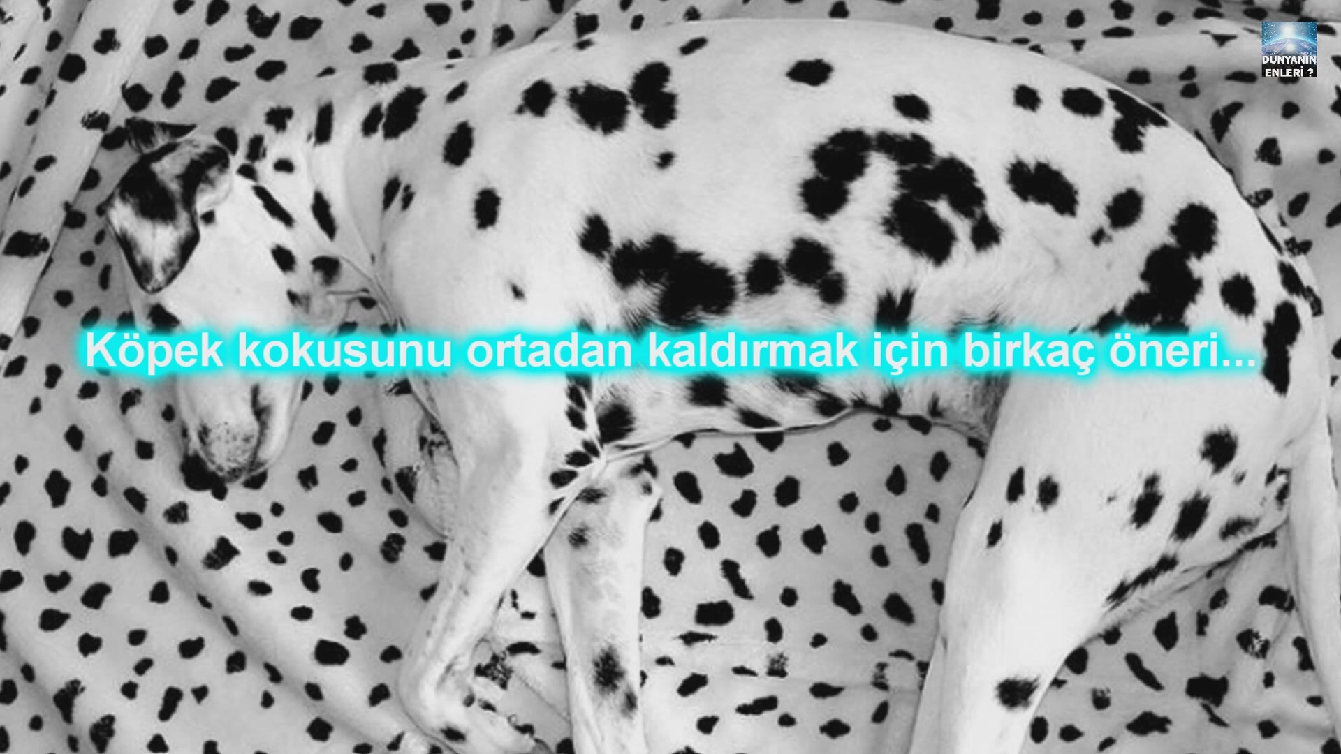 Iset Nehri - köpek kokusu olan bir balık nehri Iset Nehri - köpek kokusu olan bir balık nehri