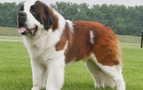 Dünyanın En Büyük 8 Köpek Türü : Dünyanın Enleri ?