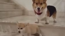 Çok Sevimli Köpekler