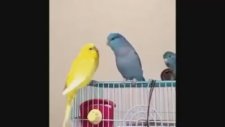 Dedikodu Yaparken Kendinden Geçen Muhabbet Kuşu