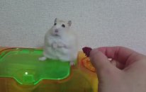 Sahibine Trip Atan Hamster