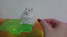 Sahibine Trip Atan Hamster