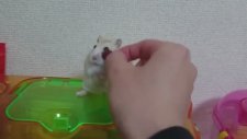 Yemeği Alınınca Beyninden Vurulmuşa Dönen Hamster