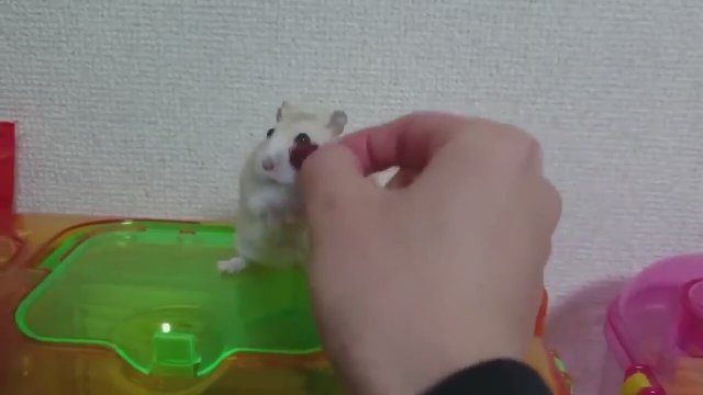 Erkek Hamster Goruntusu