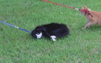 Tasma Takmayı Protesto Eden Kedi Ve Sahibi