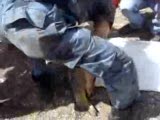 9 kg.lik sazan suya geri salındı )