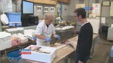 Balon Balığı (Fugu Fish) Lokantası