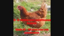 En Çok Yumurtlayan 3 Tavuk Cinsi