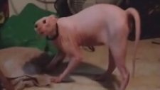 Korkudan Dile Gelen Tüysüz Kedi