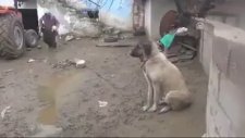 Oğlakları Emziren Kangal