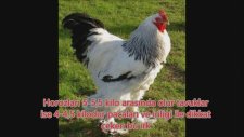 En Büyük 3 Tavuk Cinsi