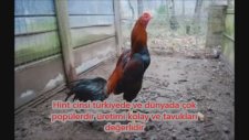 En Pahalı 3 Tavuk Cinsi