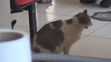 Doğum Sancısı Çeken Kedi Sağlık Ocağına Gitti