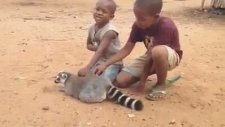 Büyük Bir Zevkle Sırtını Kaşıtan Lemur