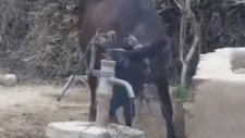 Eski Tip Kuyudan Su İçen Öküz
