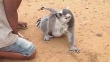 Sırtını Kaşıtmaya Bayılan Lemur