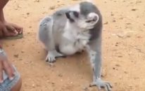 Çocuklara Sırtını Kaşıtan Lemur