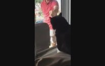 Sahibini Kıskanan Kedi