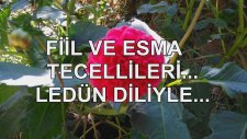 Fiil Ve Esma Tecellileri... Ledün Diliyle...