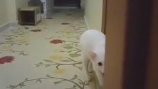 Sahibini Öldürmeyi Planlayan Kedi