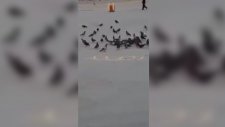 Güvercinler Buğdayla Yazılan Allah Lafzını Yemedi