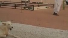 BUHARİ MÜSLİM KAFİRLERİ KÖPEĞİN ÖLDÜRÜLMESİNİ HADİS DİYE RİVAYET EDER AYAĞA KALKIP ALLAHI ZİKREDEN M