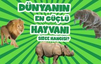 Dünyanın En Güçlü Hayvanı Sizce Hangisi?