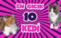 En Gıcık 10 Kedi