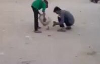 Eceline Susayan Köpek Torpile İşer