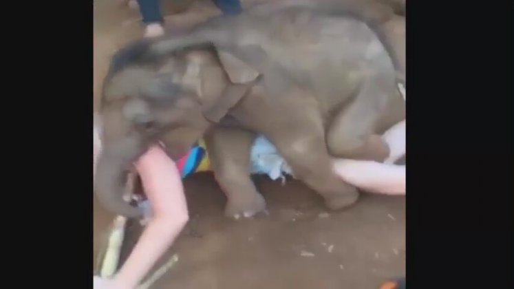 Girl Fucks Elephant