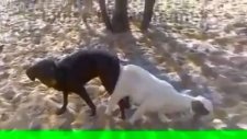Köpeğe Tecavüz Eden Sapık Keçi