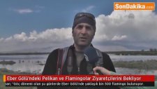 Eber Gölü'ndeki Pelikan ve Flamingolar Ziyaretçilerini Bekliyor