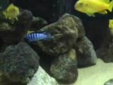 flavus yumurtlama