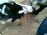 aresİn eĞİtİmİ (husky)