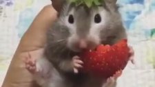 Çilekle Bütünleşen Hamster
