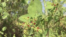 MİSVAK AĞACI MEYVESİ ARAK AĞACI DİŞLERİ TEMİZLEMEDE ÇOK ETKİLİDİR VE SAHİH SÜNNETLERDENDİR